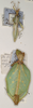 CollectionObject 1557807; 3cdee121-930a-471d-953a-90ed85349d12: copyright UMO. male and female (syntypes). (CollectionObject).;CollectionObject 1557808; 847219de-857b-47ba-9092-e802aa581c6b: copyright UMO. male and female (syntypes). (CollectionObject).