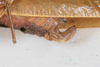 CollectionObject 1505885; e09d9024-f103-42e3-819c-517dfd55be31: female, lateral view (holotype). (CollectionObject).
