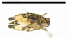 CollectionObject 1535327; 80b4589a-b575-45d7-860d-cfc2bdf0317f: female, dorsal view (holotype, scale bar 10 mm). (CollectionObject).