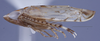 Habitus, lateral view: (Observation).