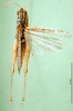 CollectionObject 1502058; 1618e539-71d5-4628-a14d-3b18cac940a2: female, dorsal view (allotype). (CollectionObject).