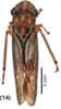 Habitus, dorsal view: !! display not done !! on Egidemia anceps (Fowler, 1899): (Observation).