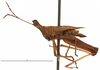 CollectionObject 1581741; 8474a309-4107-4ab4-a806-969b0c2e7d50: male, lateral view (holotype). (CollectionObject).