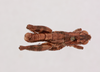 CollectionObject 2052751; 407513ca-ee79-4763-b088-b7eb74904b64, NHMUK015982454: male, dorsal view (paratype). (CollectionObject).