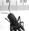 CollectionObject 1530587; 54a727c5-43b3-4c95-bca0-6bf769784105: Image Carbonell, C.S. female, frontal view (holotype). (CollectionObject).