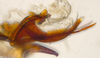 Aedeagus, lateral view on Bhatia Distant, 1908 nsp 841688: (Observation).