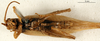 CollectionObject 1501995; 267b1f34-9635-4e39-a58e-da9f69be5941: male, ventral view. (CollectionObject).