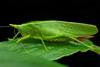 CollectionObject 1595659; ddb0c663-0ac5-42f4-9f87-1af6c3bd2e6c: female. (CollectionObject).