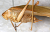 CollectionObject 1576501; NMW 17180, e5e2f53e-3acc-4498-8166-4f0c0ab6ddc9: male, lateral view. (CollectionObject).