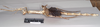 CollectionObject 1557417; NHMUK(SF IMPORT DUPLICATE) 844928, f1282a57-261f-496b-a817-e33d82624184: copyright Natural History Museum, London. female, lateral view of Ischnopoda phillipsi (holotype). (CollectionObject).