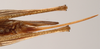 CollectionObject 1534525; a90e162f-bf3d-454b-a844-79aa191b5b31: female subgenital plate (holotype). (CollectionObject).