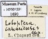 CollectionObject 1587843; MNHN(SF IMPORT DUPLICATE) MNHN-EP-EP1690, 365f8435-d409-4823-97b7-689e34619eaa: CC BY-NC-ND 4.0/MNHN - Depraetere Marion - 2014. Non type, sex unknown. Specimen number: MNHN-EP-EP1690. http://coldb.mnhn.fr/catalognumber/mnhn/ep/ep1690. (CollectionObject).