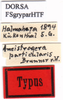 CollectionObject 1505251; b21d9754-0e2d-4f72-ad49-f7756d8c5db4: labels (holotype). (CollectionObject).