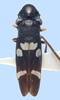 Habitus, dorsal view: !! display not done !! on Ochrostacta Stål, 1869: female: Ochrostacta physocephala, Brazil, MNRJ. (Observation).