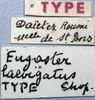 labels (holotype of Eugaster laevigata). Depicts CollectionObject 1539672; b835f8d9-647f-448d-b8b7-e99babb5ceb6, a CollectionObject.