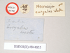 CollectionObject 1562058; NHMUK(SF IMPORT DUPLICATE) 844855, 8de43be0-8c6a-4933-a801-691b8416f954: copyright Natural History Museum, London. male, data labels [round label reversed] (holotype). (CollectionObject).