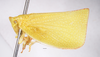 Habitus, lateral view on Siphanta acuta (Walker, 1851): (Observation).