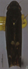 Habitus, dorsal view: (Observation).