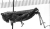 CollectionObject 1566331; b552c31b-10e9-465a-a655-8328271f0883: Image Carbonell, C.S. female, lateral view (syntype of Caletodes alatus). (CollectionObject).