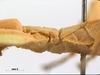 CollectionObject 1590522; d9bdf539-fc65-4ab1-ad14-c983162a69b2: copyright RMNH. female thorax, lateral view (holotype). (CollectionObject).