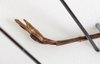 CollectionObject 1558032; ANSP(SF IMPORT DUPLICATE) 5171, 6724ea4c-6985-4ba7-9840-a431684ea688: copyright ANSP. male: end of abdomen, lateral view (holotype). (CollectionObject).