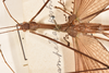 CollectionObject 1558794; bd574a61-7251-434a-ae6f-99f7a73a9ea7: copyright OUMNH. male: head & thorax, dorsal view (holotype). (CollectionObject).