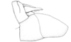 Ronderosia forcipata (Rehn, 1918): Fig. 5K. male abdomen tip, lateral view. (Otu).