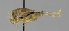 CollectionObject 1523460; a984a68d-6869-493d-8ca3-c0a56ec5f2c0: male, lateral view (holotype). (CollectionObject).