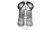 Arimacris trinitatis (Bruner, 1906): Fig. 5B. head and pronotum, dorsal view. (Otu).