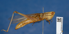 CollectionObject 1577859; f1d1d431-1bd2-41d9-b68d-9d7ab3cb6339: female, lateral view (paratype). (CollectionObject).