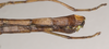 CollectionObject 1559548; NHMUK(SF IMPORT DUPLICATE) 844767, b87e6220-e950-4b3b-ae28-ae4490bb440a: copyright Natural History Museum, London. female: end of abdomen, lateral view of Lopaphus langkawicus (paratype). (CollectionObject).