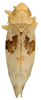 Habitus, dorsal view: !! display not done !! on Hymetta balteata McAtee, 1919: Habitus (OSU collection). (Observation).