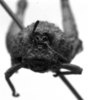 Pappacris patagonus (Saussure, 1884): Image Carbonell, C.S. female, frontal view (type). (Otu).
