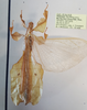 CollectionObject 1600478; 220e49c7-ec75-47b7-8d05-3d4a52fdd37f: copyright RBINS, photo by Royce Cumming. male, dorsal view (paratype). (CollectionObject).