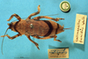 CollectionObject 1567594; 00ec2520-1946-4e4e-8a62-5371747ce951: subadult female, dorsal view (paralectotype). (CollectionObject).