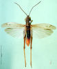 CollectionObject 1501527; 2bb1e6ae-5dd4-4c93-845b-7884ededd510: male, dorsal view (syntype). (CollectionObject).