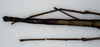 CollectionObject 1558179; NMW 869', d553eec1-147f-4418-9c41-cbc91257ac34: copyright NHMW, Vienna. female: end of abdomen, dorsal view of synonym Acrophylla aliena (paralectotype) [a misidentified example of Ctenomorpha marginipennis]. (CollectionObject).