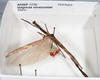 CollectionObject 1559124; 6035290c-9c99-4d02-b00c-c50ce63cde79: copyright ANSP. male, dorsal view (holotype). (CollectionObject).