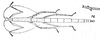 CollectionObject 1557857; f4b659c6-beed-4de5-886c-bb66ff39733e: from Piza 1938. female of synonym Phibalosoma rochai (holotype). (CollectionObject).