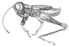 Megacheilacris bullifemur bullifemur (Descamps & Amédégnato, 1971): Fig. 62. male, habitus. (Otu).