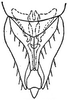 Subgenital plate: !! display not done !! on Balclutha abdominalis (Van Duzee, 1892): genital capsule, ventrally. (Observation).