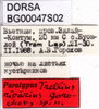 CollectionObject 1567482; 599b3b6a-4c62-4ac0-b758-bb388dbf912b: labels (paratype). (CollectionObject).