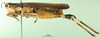 CollectionObject 1501341; e8f73a78-2f9e-4e7d-897b-ca6b029b838b, MfN 7854: female, lateral view (holotype of Gymnobothrus emini). (CollectionObject).