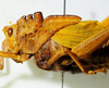 CollectionObject 1498830; 38abd980-a705-4fc3-8568-25bebe49a58c: 2012. female, head and pronotum, lateral view. (CollectionObject).