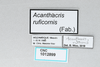 CollectionObject 2775438; c3318a71-7e95-49c5-9754-5936c243eb3e, CNCI 1012899: Acanthacris ruficornis. (CollectionObject).