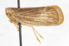 Habitus, lateral view: (Observation).