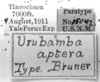 CollectionObject 1533816; 3845fe16-5fa1-454e-917a-fe309e27d464: Image Carbonell, C.S. labels (paratype). (CollectionObject).