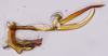 Aedeagus, lateral view: (Observation).