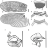 Buboblatta vlasaki Evangelista, Varadínová & Juna, 2019: Buboblatta vlasaki sp. nov. illustrations of male type. a Tegmina. b Hind wing. c Ventral view of subgenital plate and styli. d Ventral view of supra-anal plate, and paraprocts. e Dorsal view of supra-anal plate. f Left genital complex with phallomeres labeled. g Right genital complex with phallomeres labeled. Scale bars 1mm. (Otu).