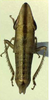 Habitus, dorsal view on Drakensbergena fuscovittata Linnavuori, 1961: Habitus (male). (Observation).